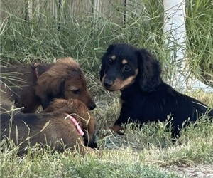 Dachshund Puppy for sale in MIDLAND, TX, USA