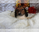 Small #7 Dachshund