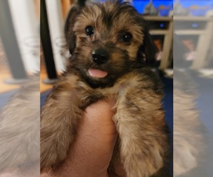 YorkiePoo Puppy for sale in ALGER, OH, USA
