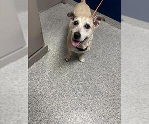 Dachshund Dogs for adoption in Pasadena, TX, USA