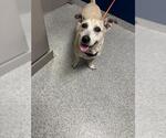 SCOTTY - Male Dachshund Dog for Adoption - Small photo
