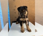 Small #8 German Shepherd Dog