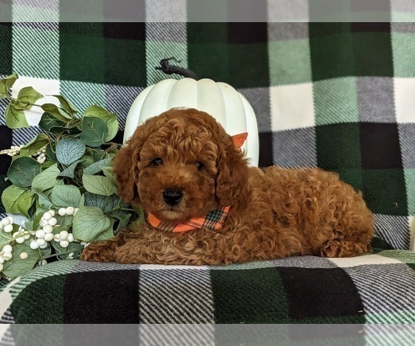Medium Photo #5 Poodle (Miniature) Puppy For Sale in NEW PROVIDENCE, PA, USA