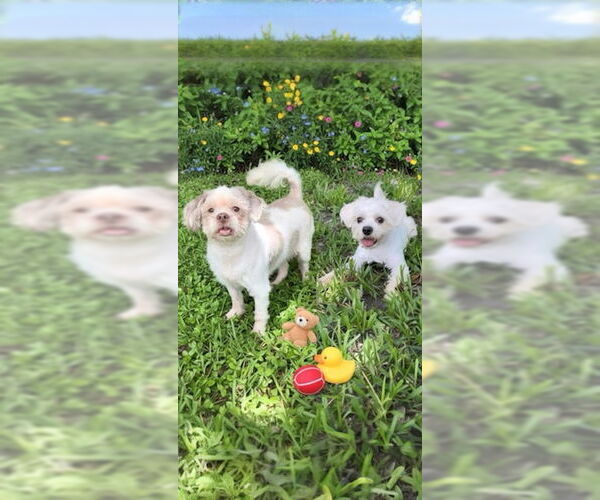 Medium Photo #2 Shih Tzu Puppy For Sale in Weston, FL, USA