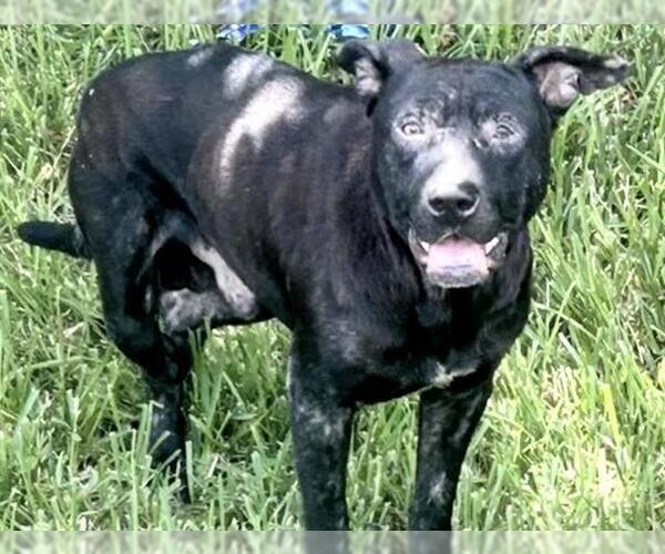Medium Photo #2 Staffordshire Bull Terrier Puppy For Sale in Houston, TX, USA
