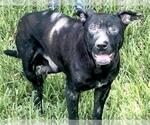 Small #1 Staffordshire Bull Terrier