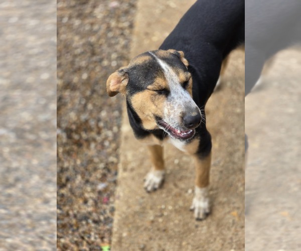Medium Photo #2 Labrador Retriever Puppy For Sale in Poplar Bluff, MO, USA