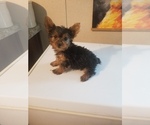 Small Photo #2 Yorkshire Terrier Puppy For Sale in SPARTA, TN, USA