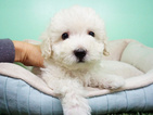 Small Photo #6 Maltipoo Puppy For Sale in LA MIRADA, CA, USA