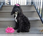 Small Photo #6 Cockapoo Puppy For Sale in MILLERSBURG, OH, USA