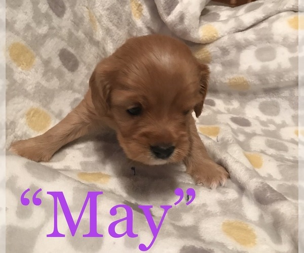 Medium Photo #7 Cavalier King Charles Spaniel-Scorkie Mix Puppy For Sale in ITHACA, NY, USA