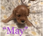 Small Photo #7 Cavalier King Charles Spaniel-Scorkie Mix Puppy For Sale in ITHACA, NY, USA