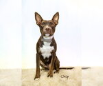 Small #3 Labrador Retriever Mix