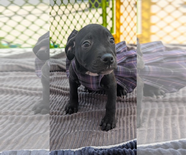 Medium Photo #5 American Pit Bull Terrier-Unknown Mix Puppy For Sale in Catasauqua, PA, USA