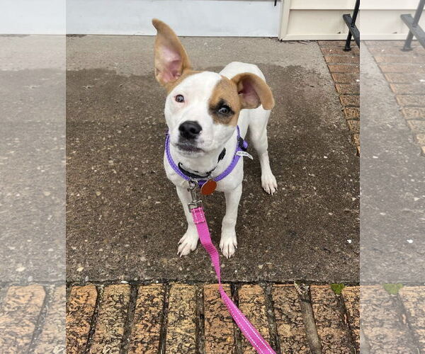 Medium Photo #3 Jack Russell Terrier-Unknown Mix Puppy For Sale in Rochester, NY, USA