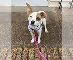 Small #2 Jack Russell Terrier Mix