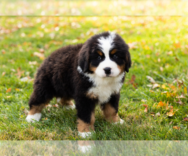 Medium Photo #4 Bernese Mountain Dog Puppy For Sale in MILLERSBURG, IN, USA
