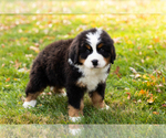 Small #3 Bernese Mountain Dog