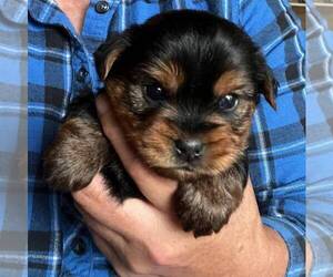 Yorkshire Terrier Puppy for sale in LEHIGHTON, PA, USA