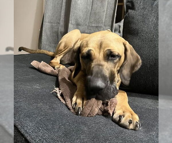 Medium Photo #10 Brazilian Mastiff-Great Dane Mix Puppy For Sale in Jasper, AL, USA