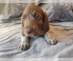 Puppy 4 German Shorthaired Pointer-Poodle (Standard) Mix