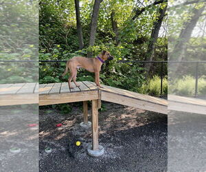 Mutt Dogs for adoption in Elmsford, NY, USA