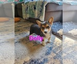 Puppy Dolly Pembroke Welsh Corgi