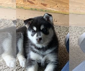 Pomsky-Siberian Husky Mix Puppy for sale in LEXINGTON, KY, USA