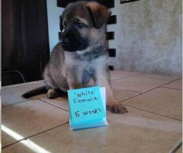 Medium Photo #3 German Shepherd Dog Puppy For Sale in CORINTH, KY, USA