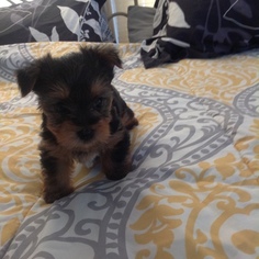 Yorkshire Terrier Puppy for sale in INVERNESS, FL, USA
