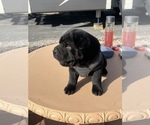 Small Photo #2 Chinese Shar-Pei Puppy For Sale in RIO RANCHO, NM, USA