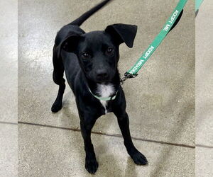 Mutt Dogs for adoption in Batavia, OH, USA