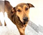 Small #2 Labrador Retriever Mix