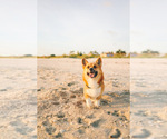 Small Photo #1 Pembroke Welsh Corgi Puppy For Sale in SOULSBYVILLE, CA, USA