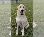 Small #1 Labrador Retriever Mix