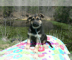 Small #2 German Shepherd Dog