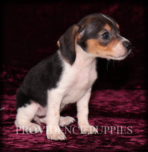 Medium Photo #5 Beagle Puppy For Sale in COPPOCK, IA, USA