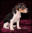 Small Photo #5 Beagle Puppy For Sale in COPPOCK, IA, USA