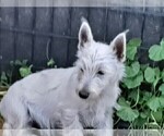 Small Photo #6 West Highland White Terrier Puppy For Sale in WHITEWOOD, SD, USA