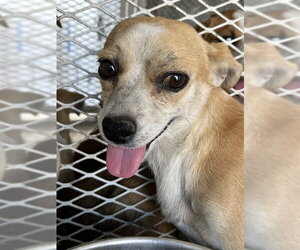 Chihuahua Dogs for adoption in Bakersfield, CA, USA