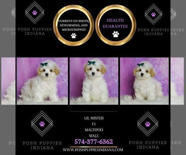 Medium Photo #2 Maltipoo (Miniature) Puppy For Sale in WARSAW, IN, USA