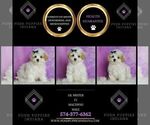Small Photo #90 Maltipoo (Miniature) Puppy For Sale in WARSAW, IN, USA