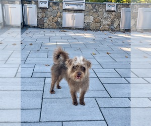 Tony - Male Mutt Dog for Adoption - Photo #2