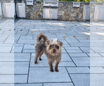 Small Photo #2 Mutt Puppy For Sale in Oak Bluffs, MA, USA