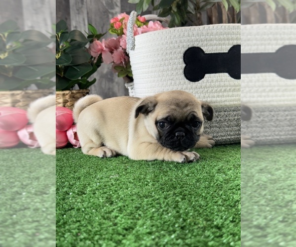 Medium Photo #2 Pug Puppy For Sale in CANOGA, NY, USA