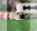 Small #1 Pug