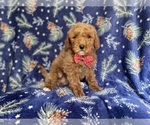 Small Photo #9 Poodle (Standard) Puppy For Sale in LAKELAND, FL, USA