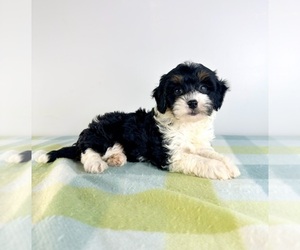 Bernedoodle (Miniature) Puppy for sale in GREENFIELD, IN, USA
