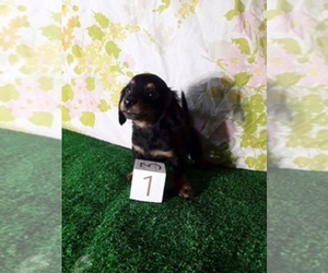 Dachshund Puppy for sale in SCOTTVILLE, MI, USA