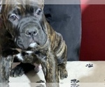 Small Photo #12 Cane Corso Puppy For Sale in COTTAGE GROVE, OR, USA